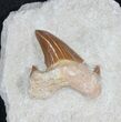 Lot - Otodus Shark Teeth Mounted On Matrix #39225-1